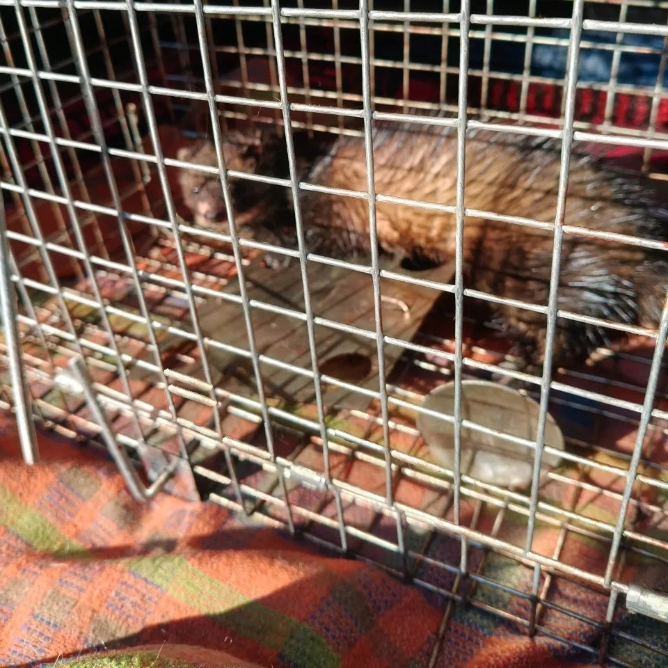 Didelė gyvagaudė gaudyklė kiaunėms, žiurkėms, žebenkštėms, audinėms ir šeškams Viano Z2