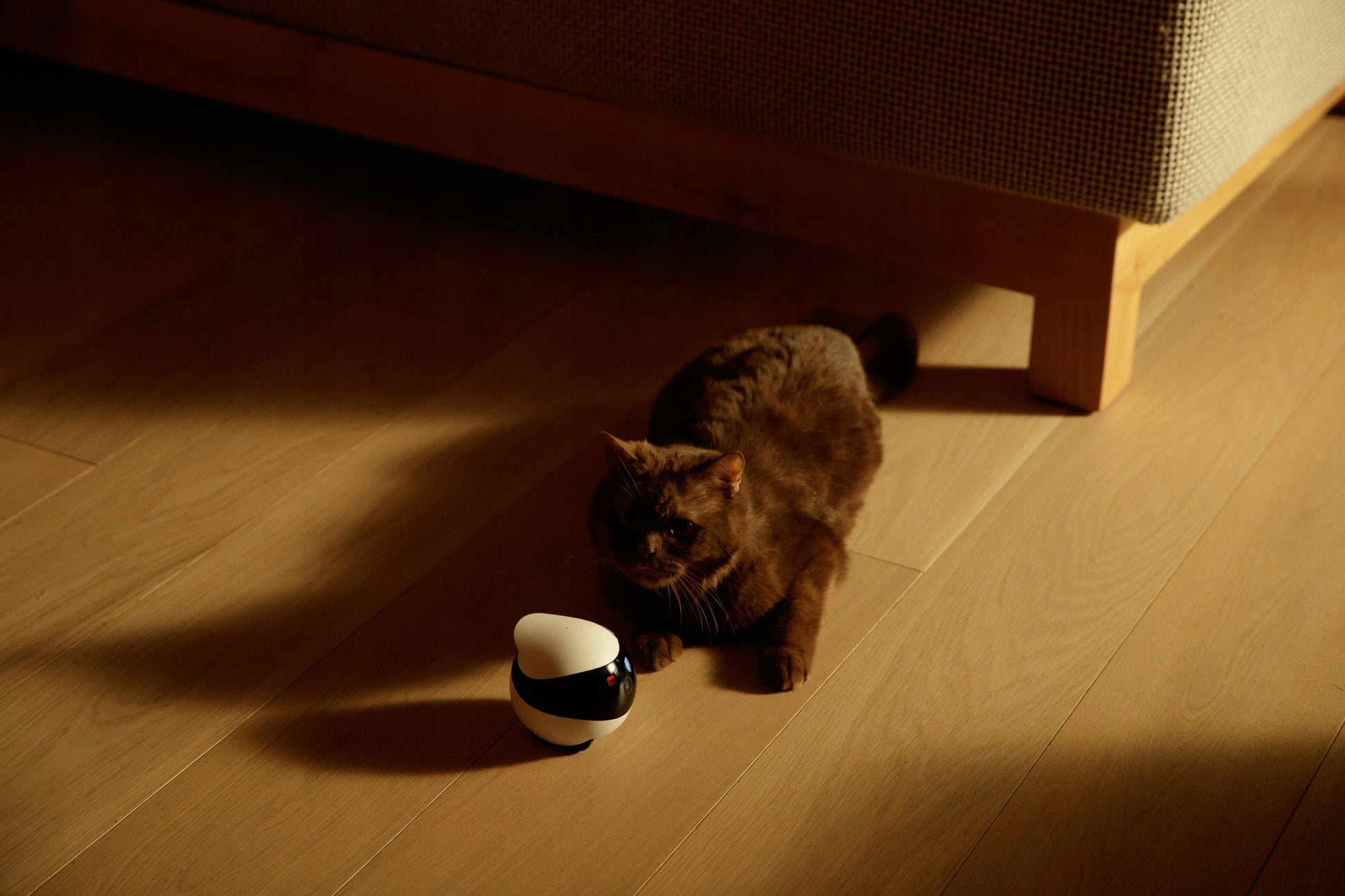 Namų, mobilus stebėjimo robotas Enabot EBO SE, kamera, pramogos, garsas