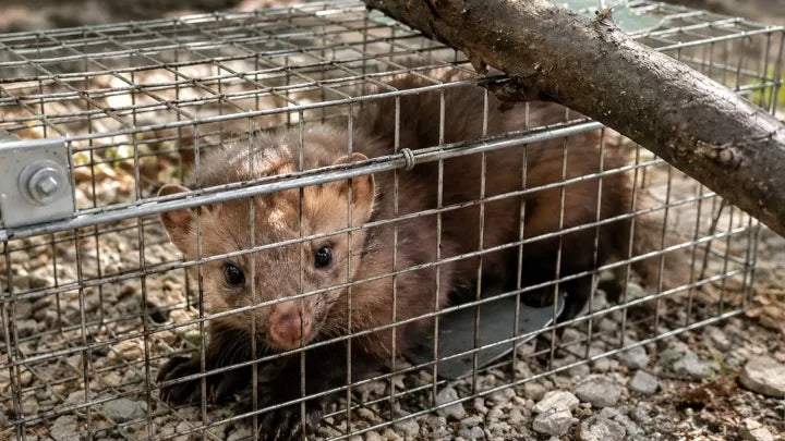65 cm humanitarinė gyvagaudė gaudyklė kiaunėms, žiurkėms, lapėms, ūdrams ir žebenkštims