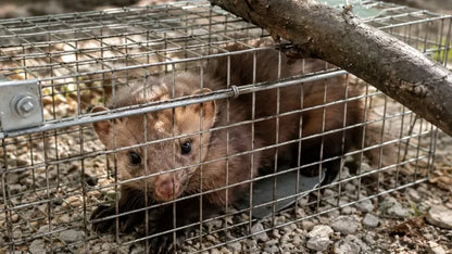 65 cm humanitarinė gyvagaudė gaudyklė kiaunėms, žiurkėms, lapėms, ūdrams ir žebenkštims