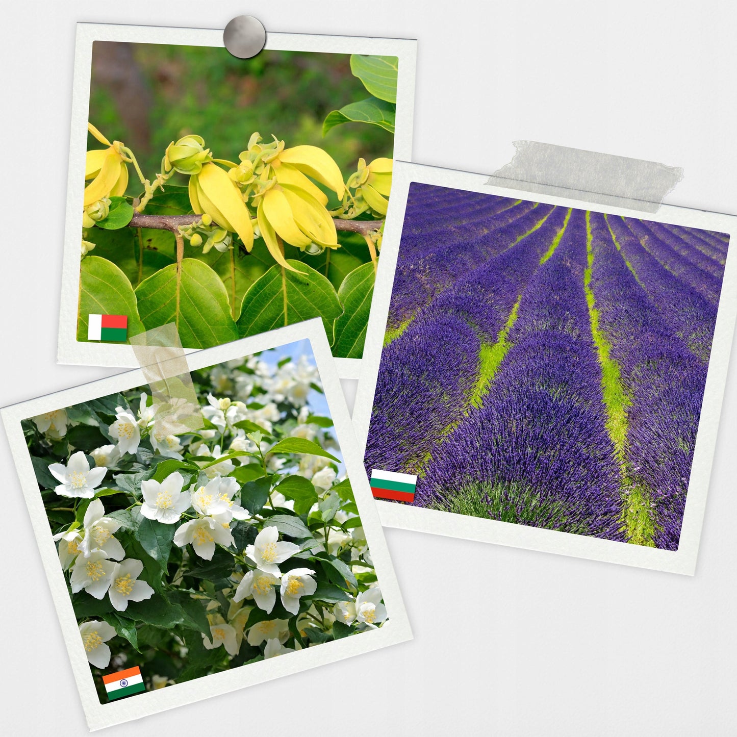 Natūralių aliejų rinkinys pirčiai 20 vnt. ALL