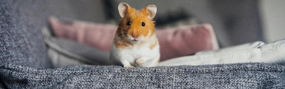 Žaidimų aikštelė žiurkėnams