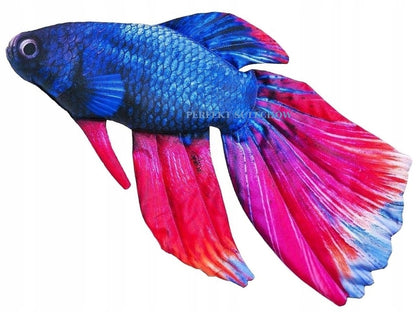 Tailando kovotojas "Bojownik syjamski" Akvariumo žuvis, lyg gyva pagalvėlė, 53 cm. Tinka dovanai