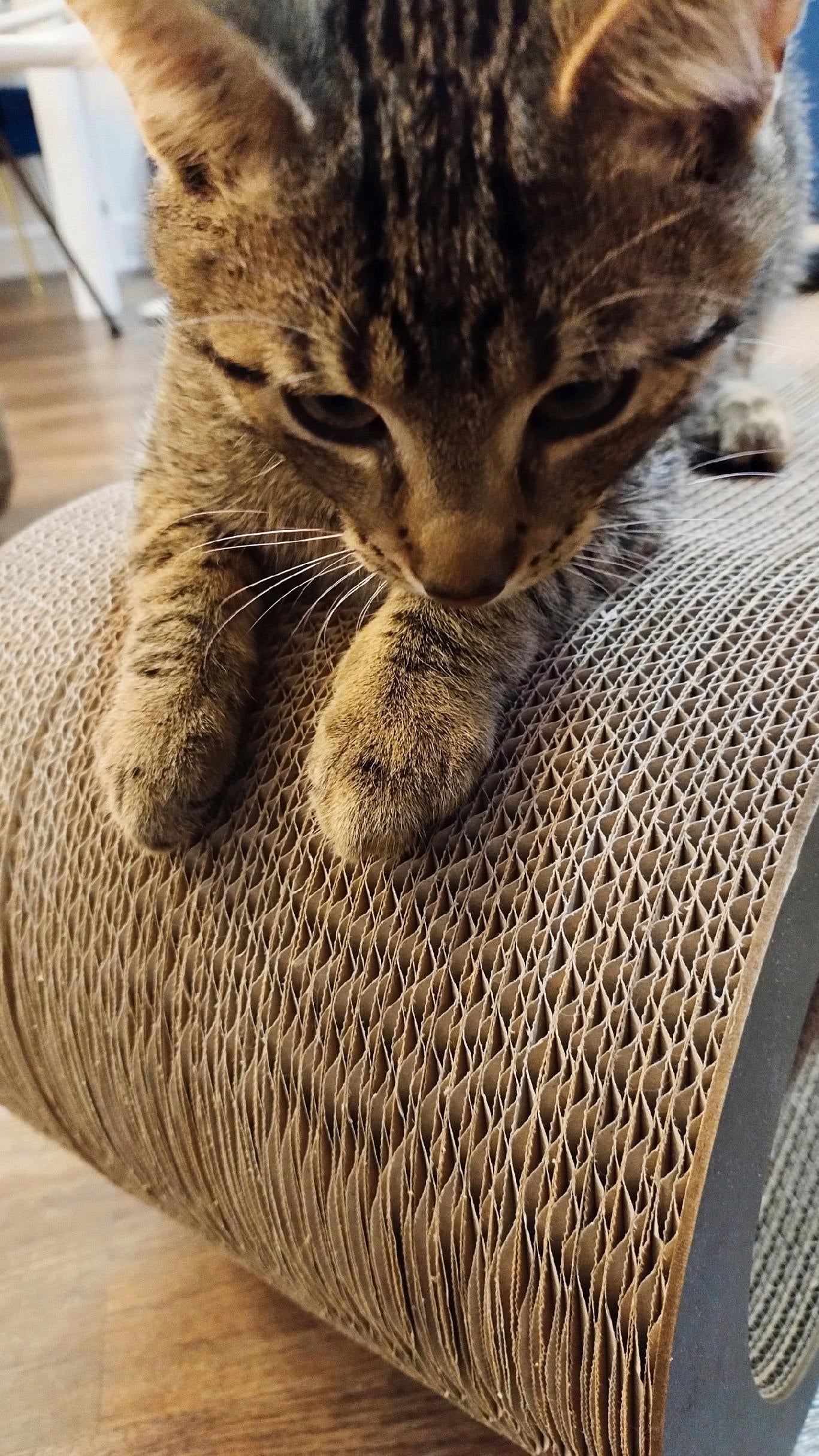 Juoda draskyklė Mruu&Pruu draskyklė katei Mimi