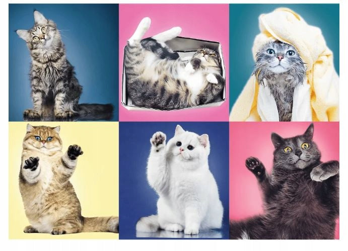 Dėlionė 500: Kačiukai 37377 TREFL