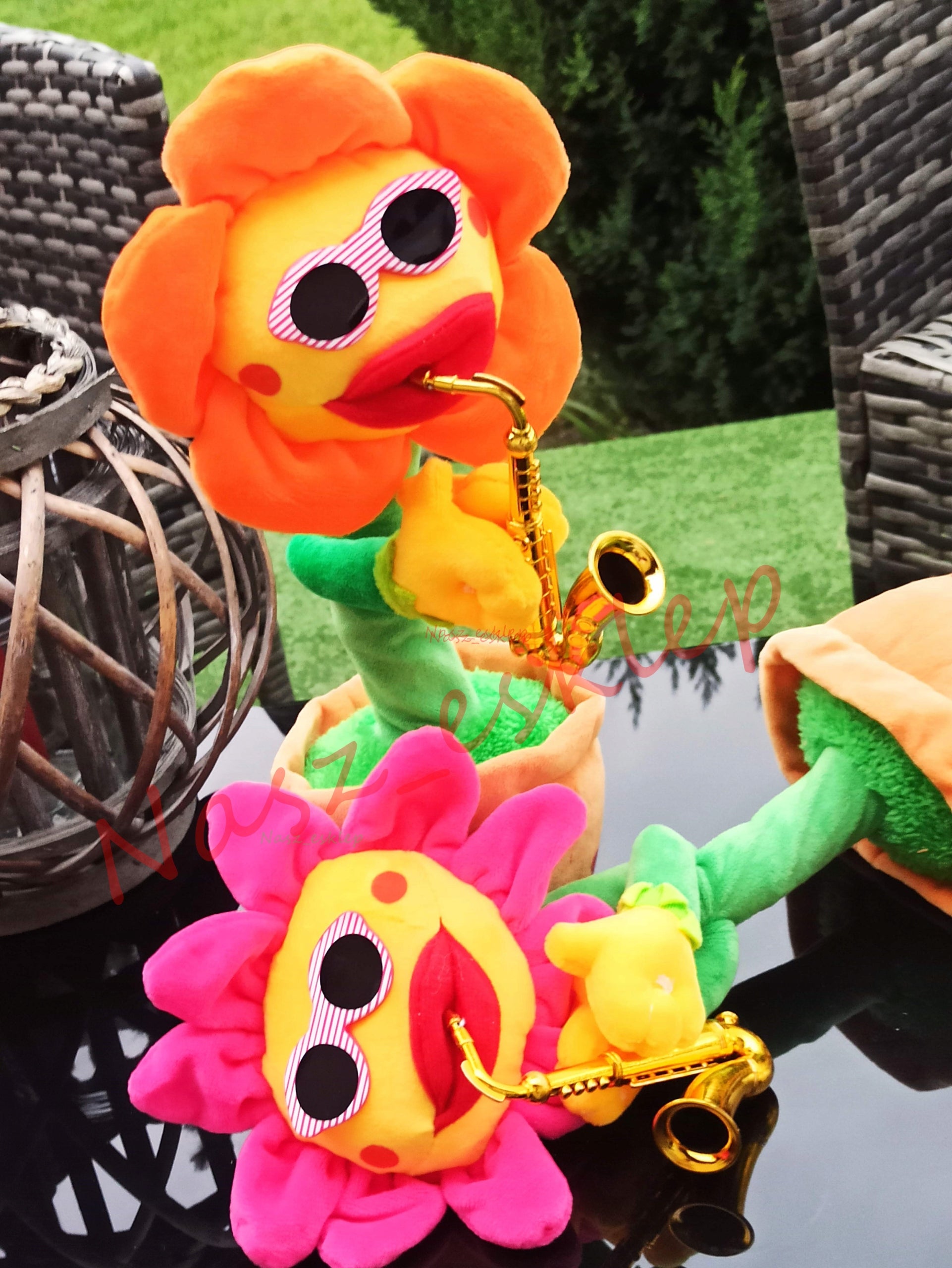 Dainuojanti šokanti saulėgrąžos gėlė, panaši į kaktusą