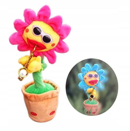 Dainuojanti šokanti saulėgrąžos gėlė, panaši į kaktusą