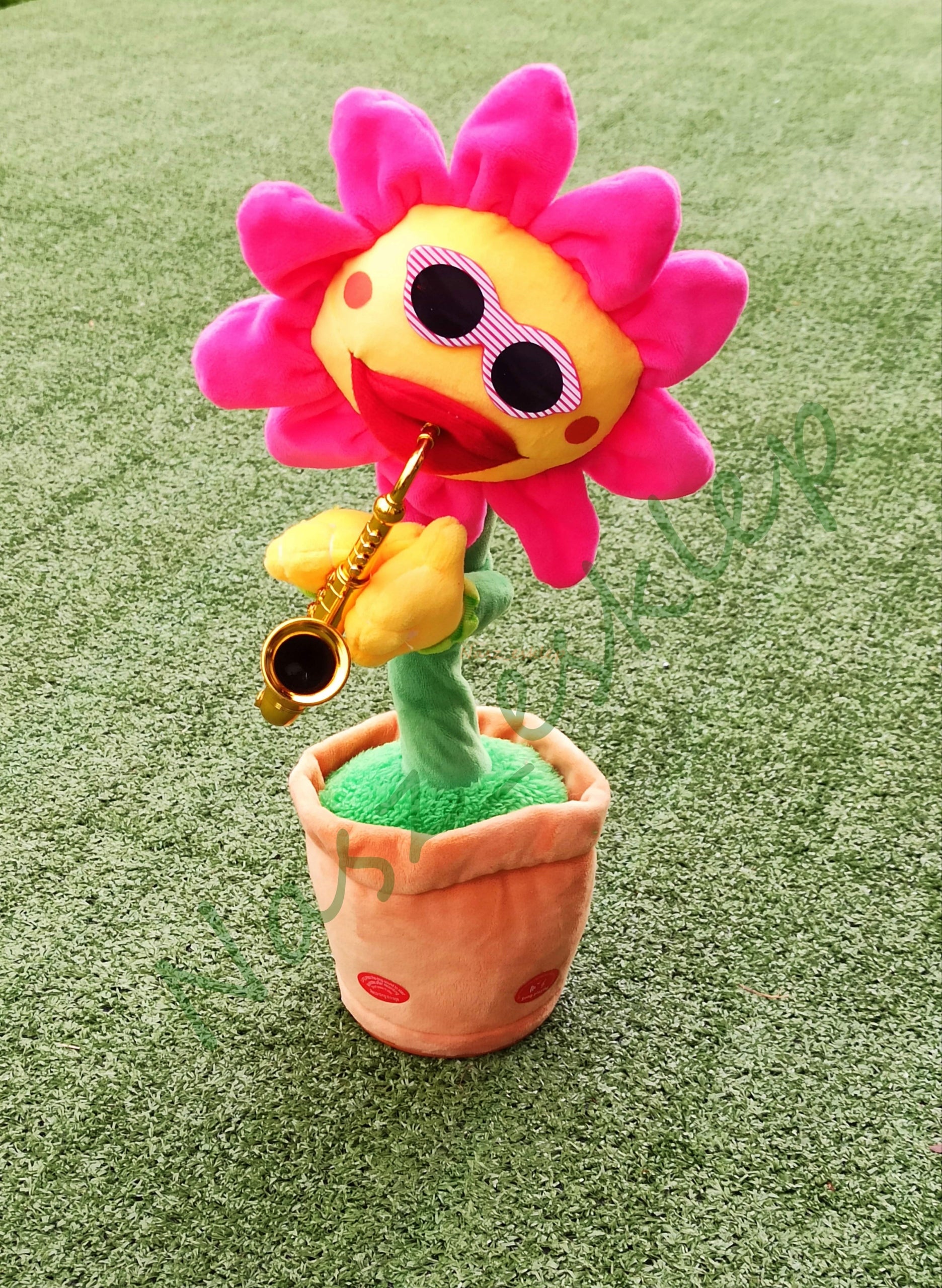 Dainuojanti šokanti saulėgrąžos gėlė, panaši į kaktusą