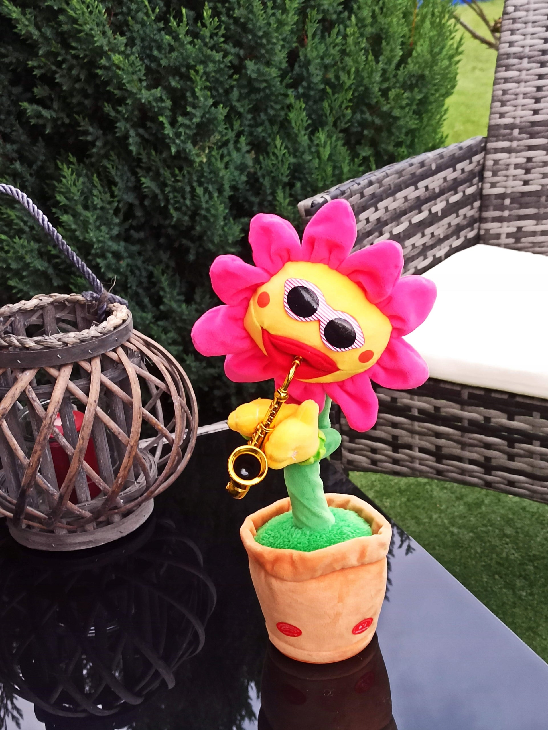 Dainuojanti šokanti saulėgrąžos gėlė, panaši į kaktusą