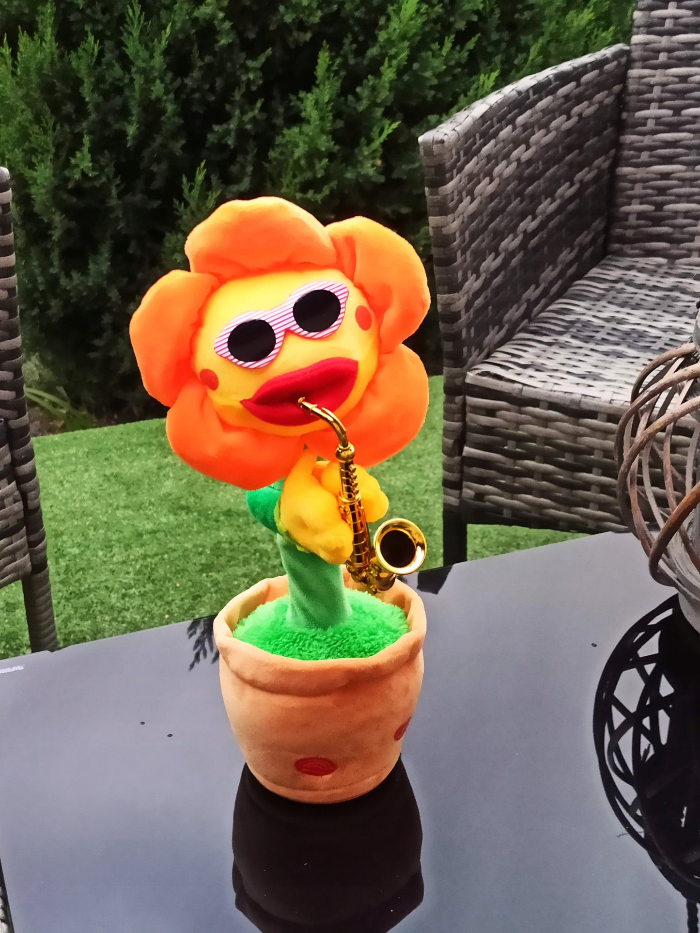 Dainuojanti šokanti saulėgrąžos gėlė, panaši į kaktusą