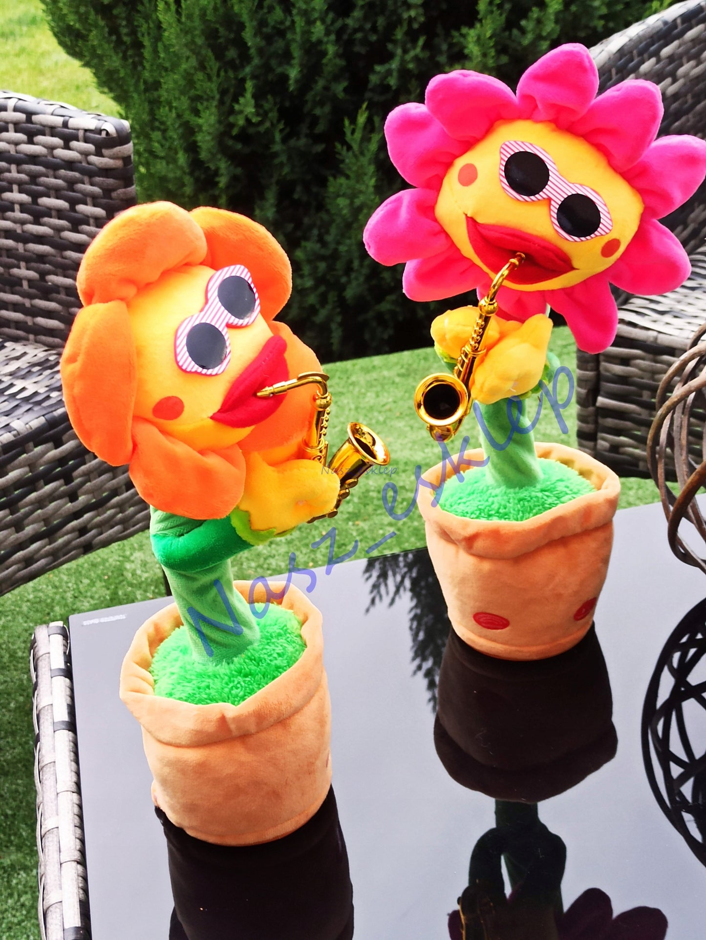 Dainuojanti šokanti saulėgrąžos gėlė, panaši į kaktusą