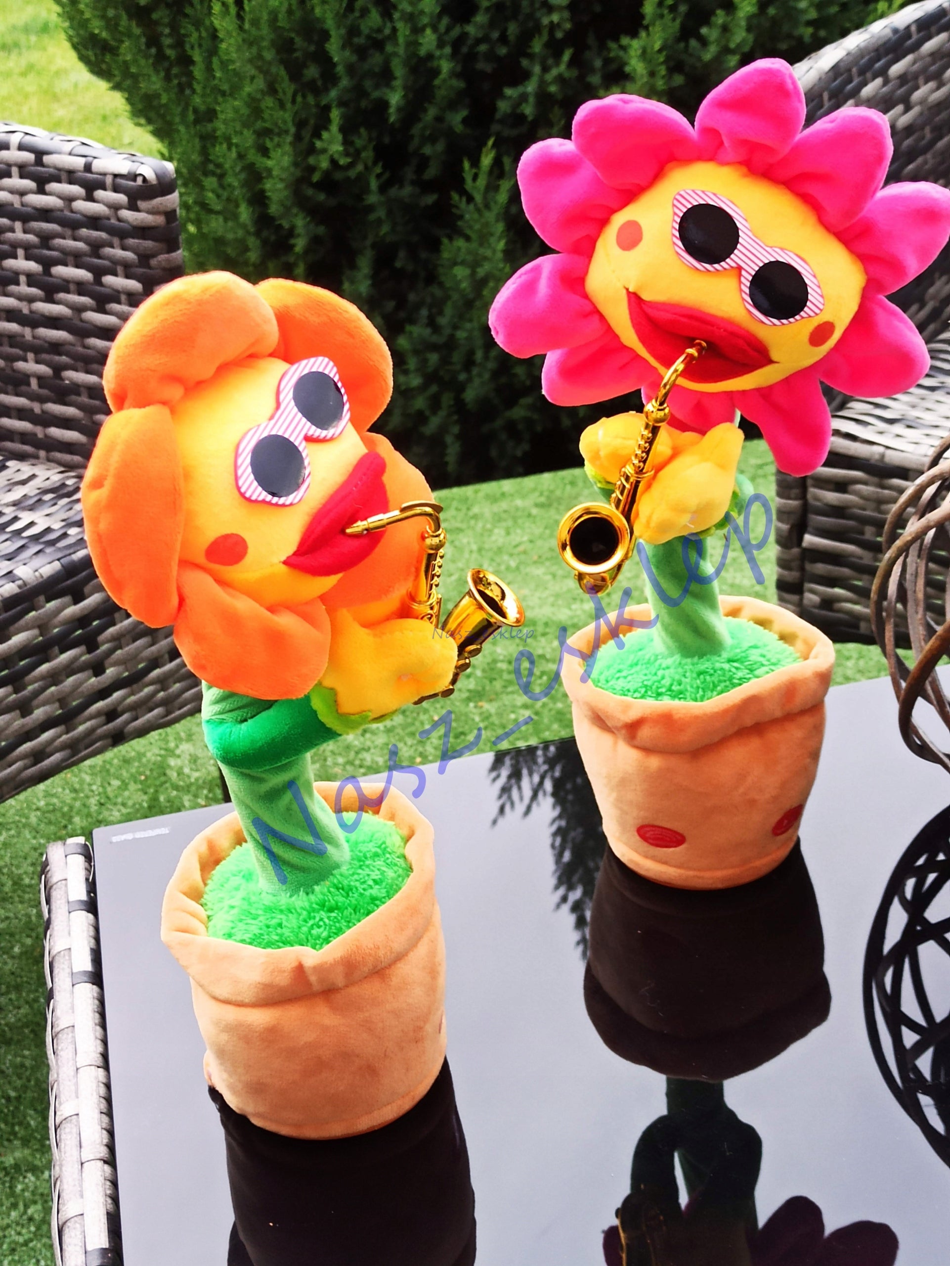 Dainuojanti šokanti saulėgrąžos gėlė, panaši į kaktusą