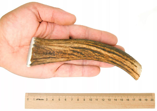 XL kietas elnio ragas 17-19 cm Natūralus kramtalas kramtalai iš ragų elnio ragų šuniui