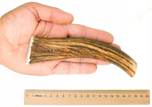 XL kietas elnio ragas 17-19 cm Natūralus kramtalas kramtalai iš ragų elnio ragų šuniui