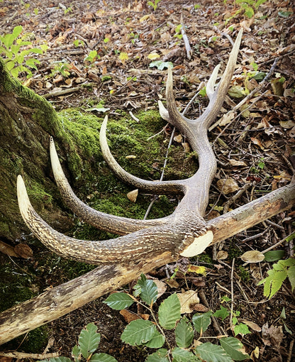 XL kietas elnio ragas 17-19 cm Natūralus kramtalas kramtalai iš ragų elnio ragų šuniui