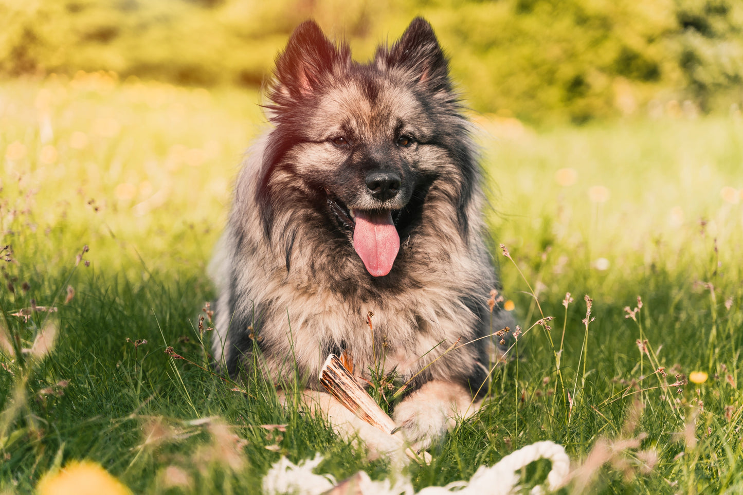 XL kietas elnio ragas 17-19 cm Natūralus kramtalas kramtalai iš ragų elnio ragų šuniui