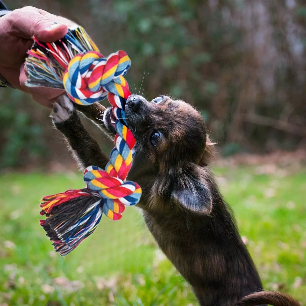 Šunų žaislų rinkinys