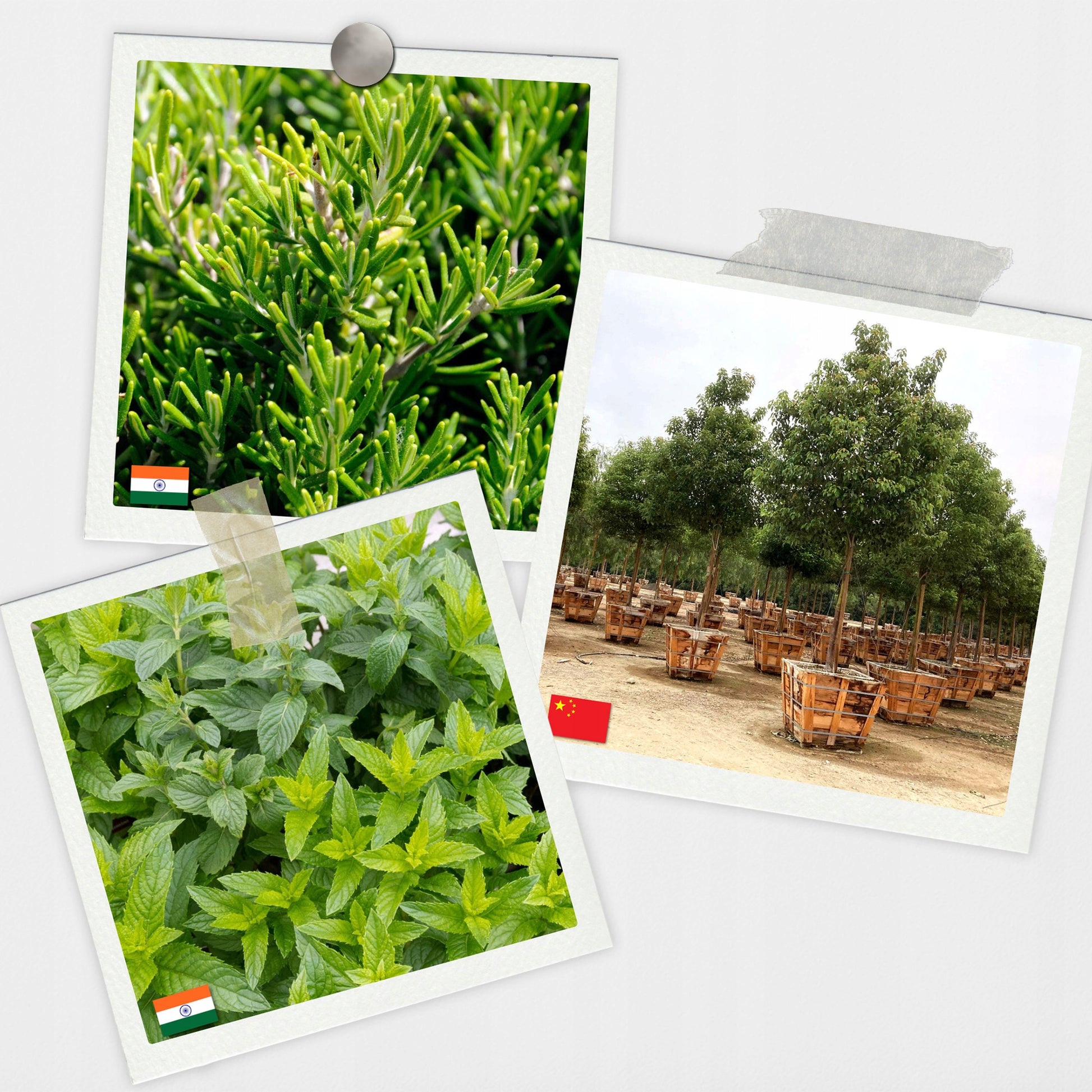 Natūralių aliejų rinkinys pirčiai 20 vnt. ALL