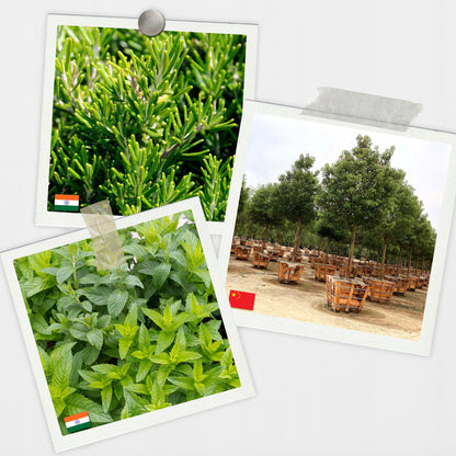 Natūralių aliejų rinkinys pirčiai 20 vnt. ALL