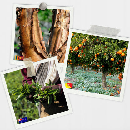 Natūralių aliejų rinkinys pirčiai 20 vnt. ALL