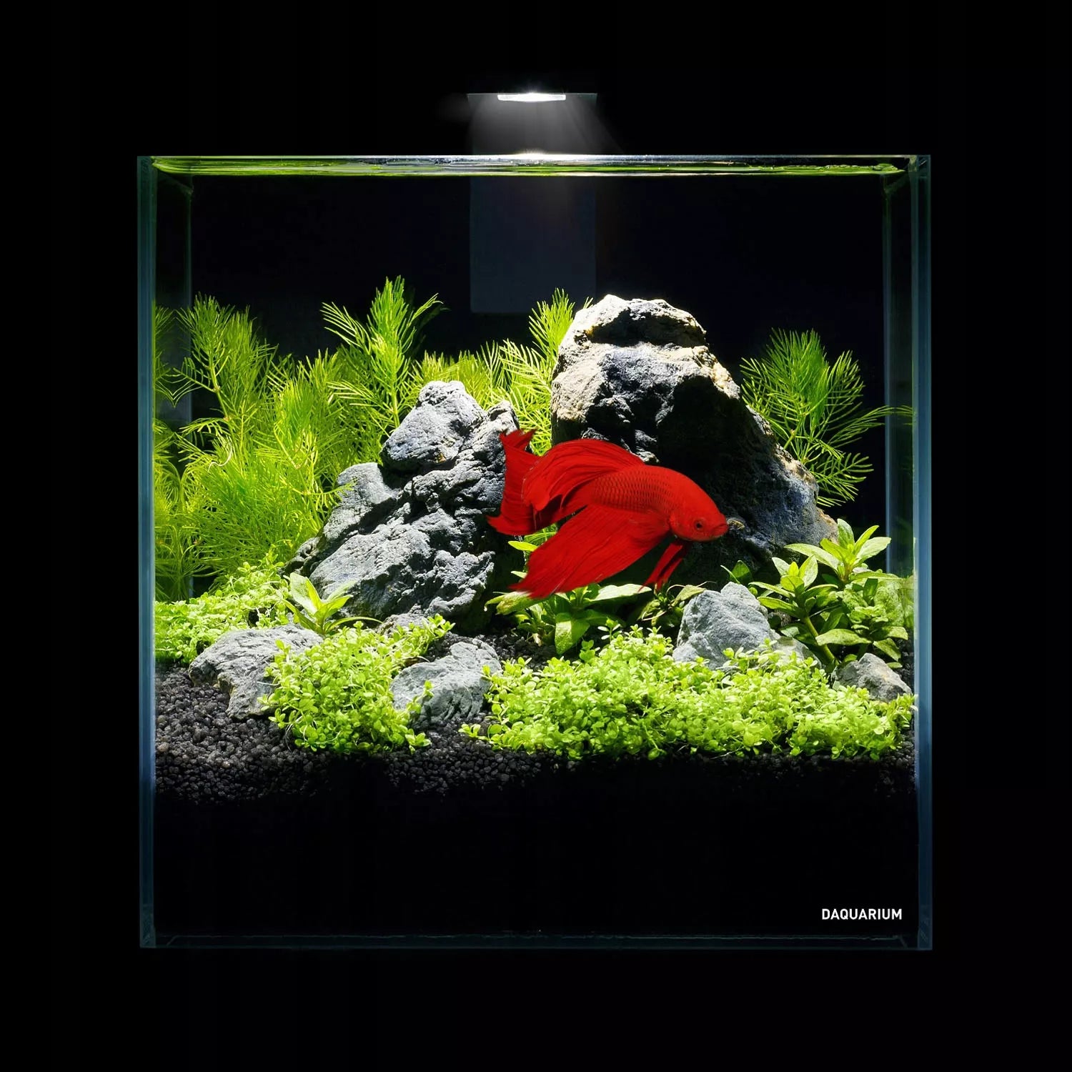 5l akvariumo rinkinys