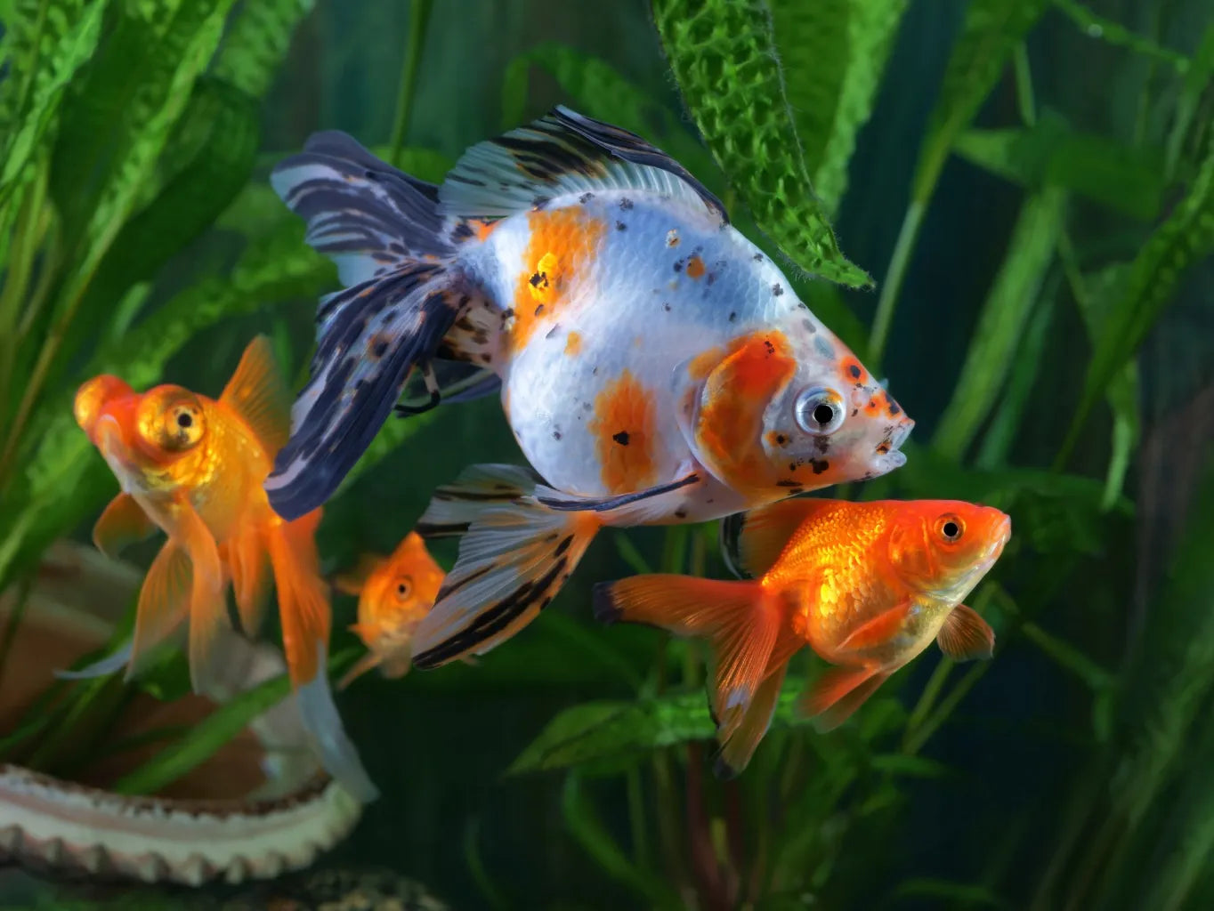 AQUALED akvariumo LED apšvietimas, RGB lempa Malawi 16 spalvų 2x100cm IP68