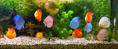 AQUALED akvariumo LED apšvietimas, RGB lempa Malawi 16 spalvų 2x100cm IP68