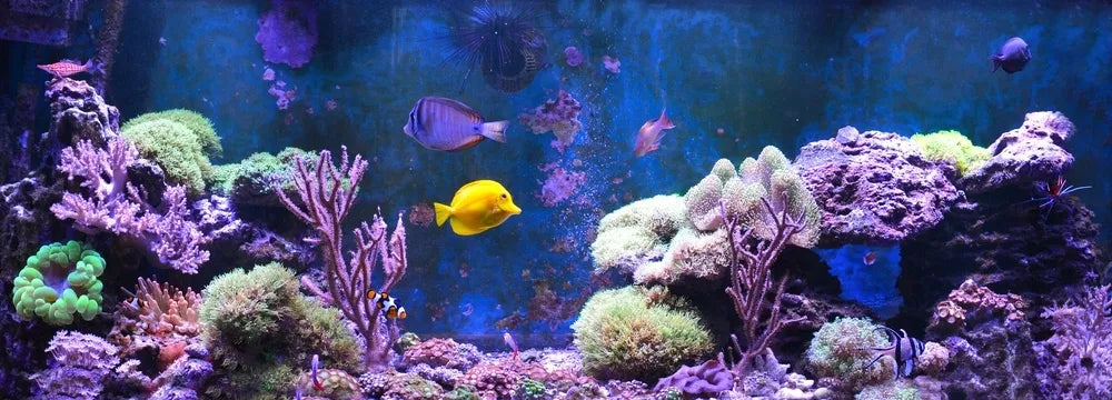 AQUALED akvariumo LED apšvietimas, RGB lempa Malawi 16 spalvų 2x100cm IP68
