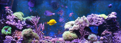 AQUALED akvariumo LED apšvietimas, RGB lempa Malawi 16 spalvų 2x100cm IP68
