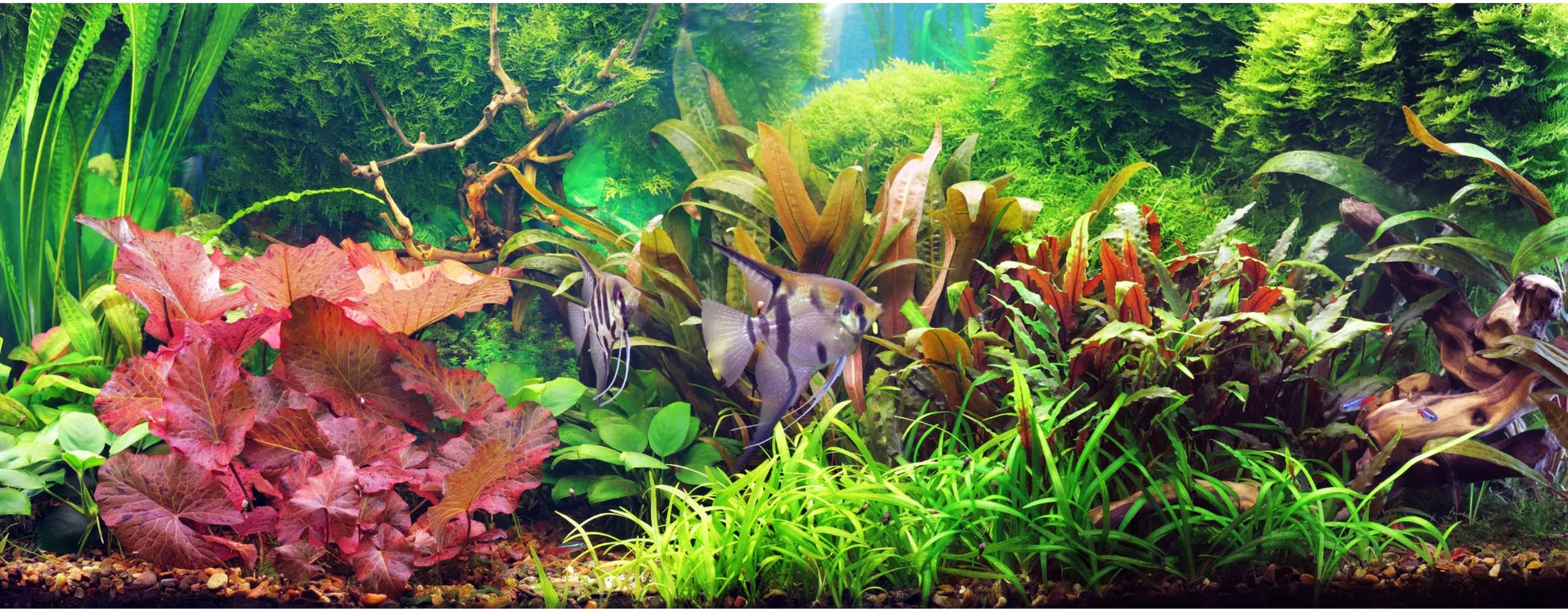 AQUALED akvariumo LED apšvietimas, RGB lempa Malawi 16 spalvų 2x100cm IP68