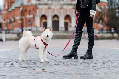 „Chaba Guard“ reguliuojamos tvirtos petnešos vidutinio dydžio šuniui, M dydis