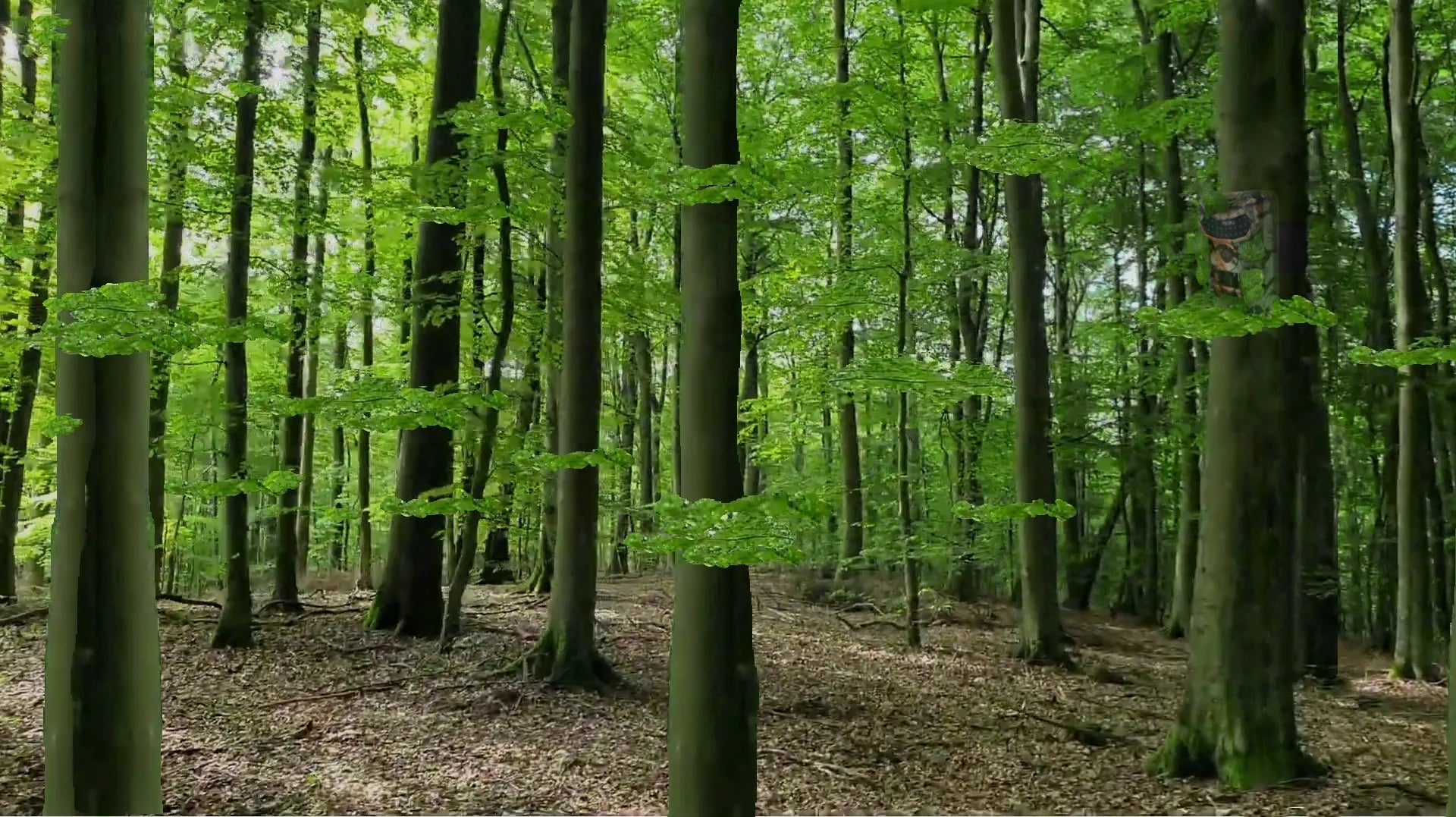draVires miško kamera, medžioklės takų kamera su IR