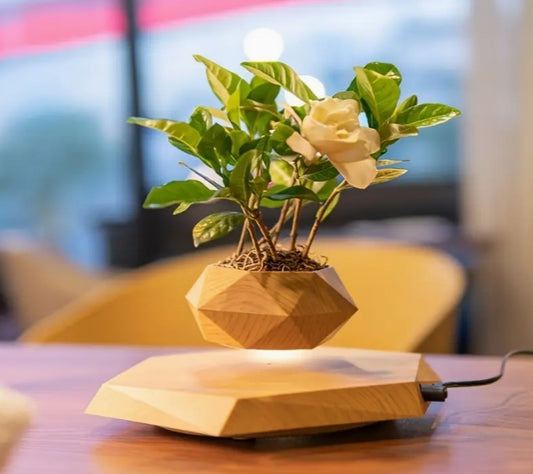 Levitating plant (sand)