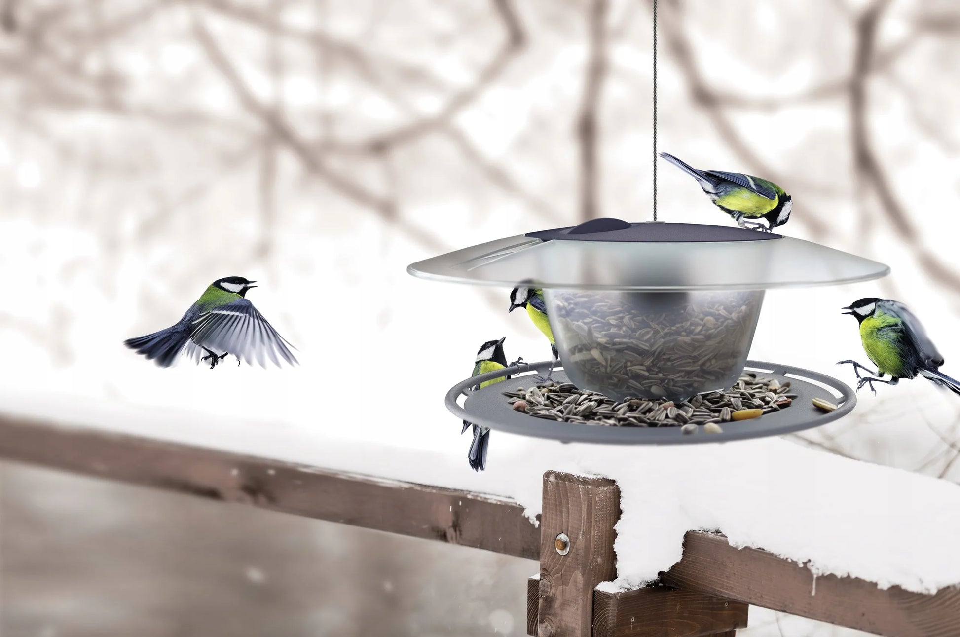 MODERNI LESYKLA PAUKŠČIAMS SU 1 KG GRŪDŲ BIRDYFEED ROUND TVIRTA