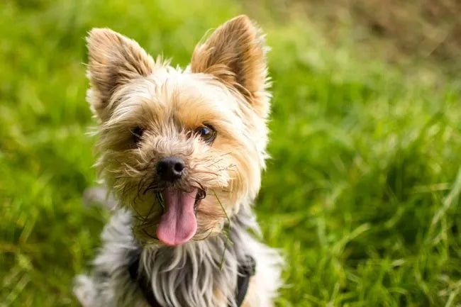 ORO-PET CLIPPER MAX Belaidė gyvūnų kirpimo mašinėlė šunims ir katėms