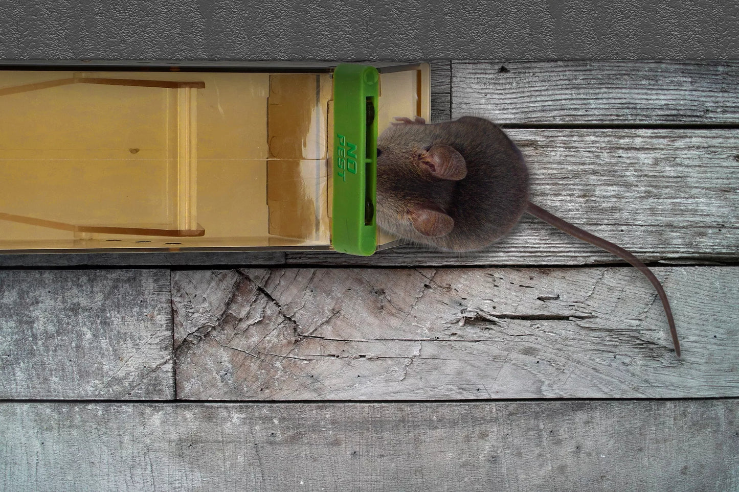 Pelių gaudyklė graužikų kontrolei No-Pest