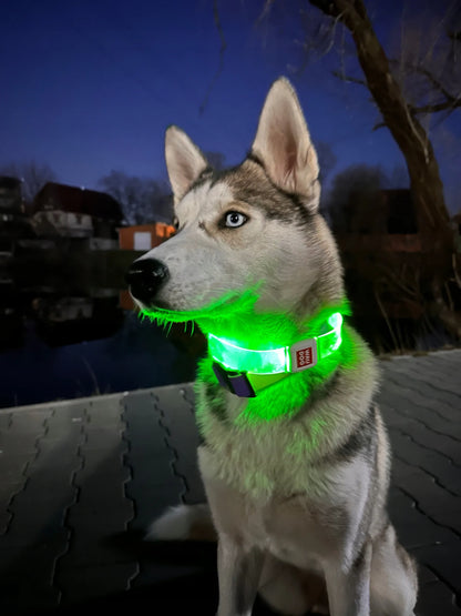 Šviečiantis šuns antkaklis WAUDOG LED, magnetinis užsegimas, 60 cm
