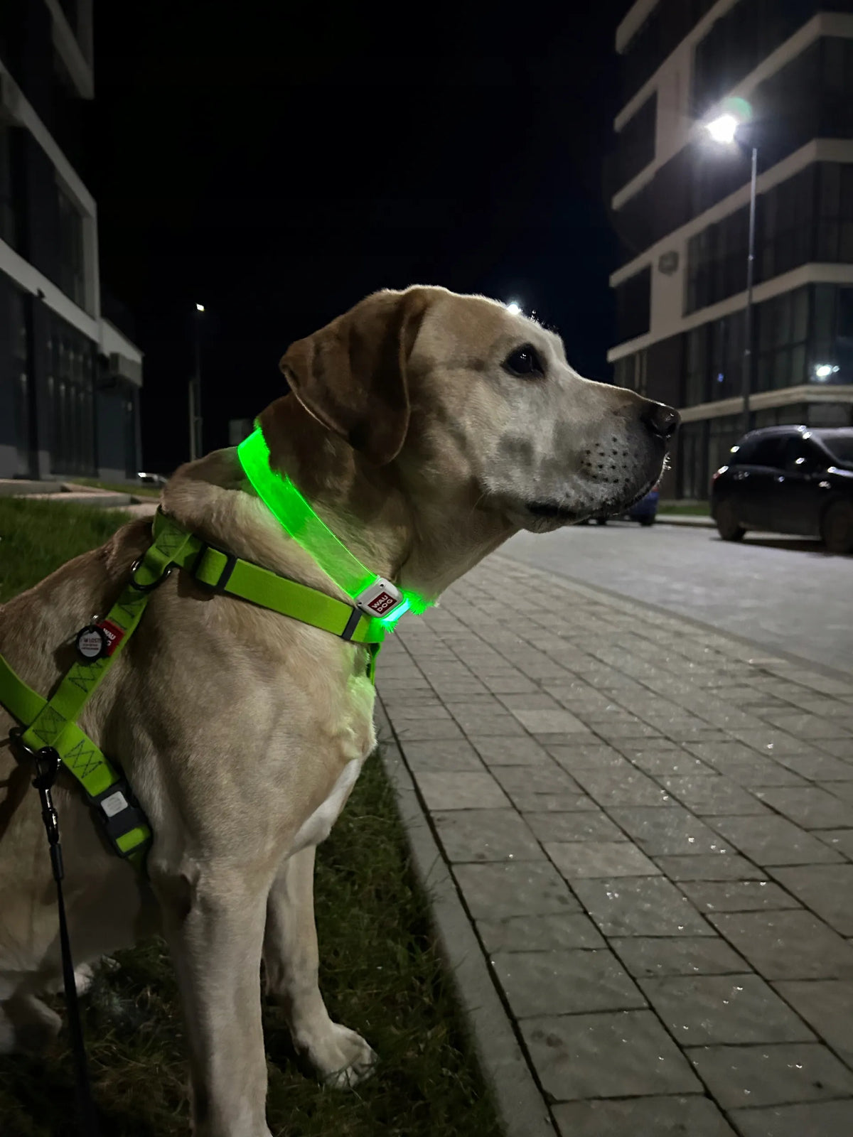 Šviečiantis šuns antkaklis WAUDOG LED, magnetinis užsegimas, 60 cm