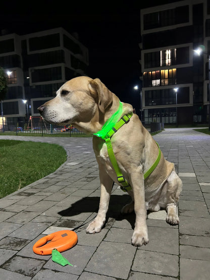 Šviečiantis šuns antkaklis WAUDOG LED, magnetinis užsegimas, 60 cm
