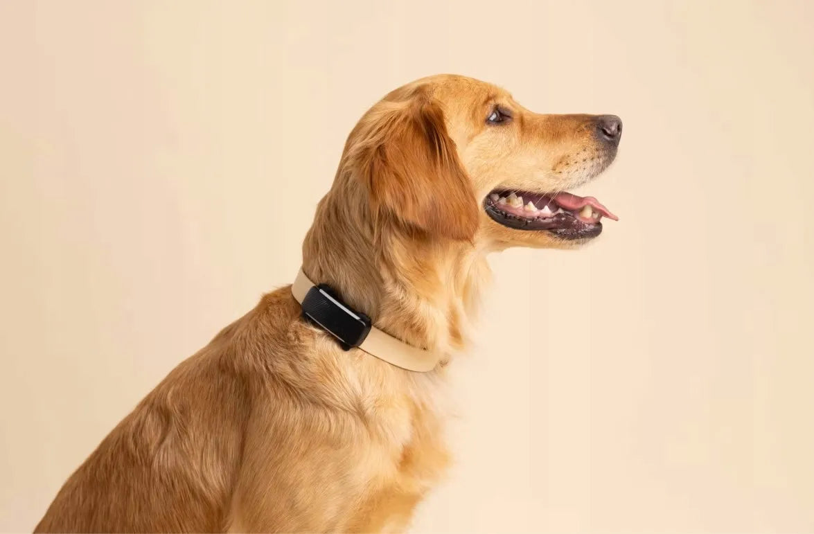 Tractive GPS & Health Dog 6 GPS lokatorius šunims – juodas