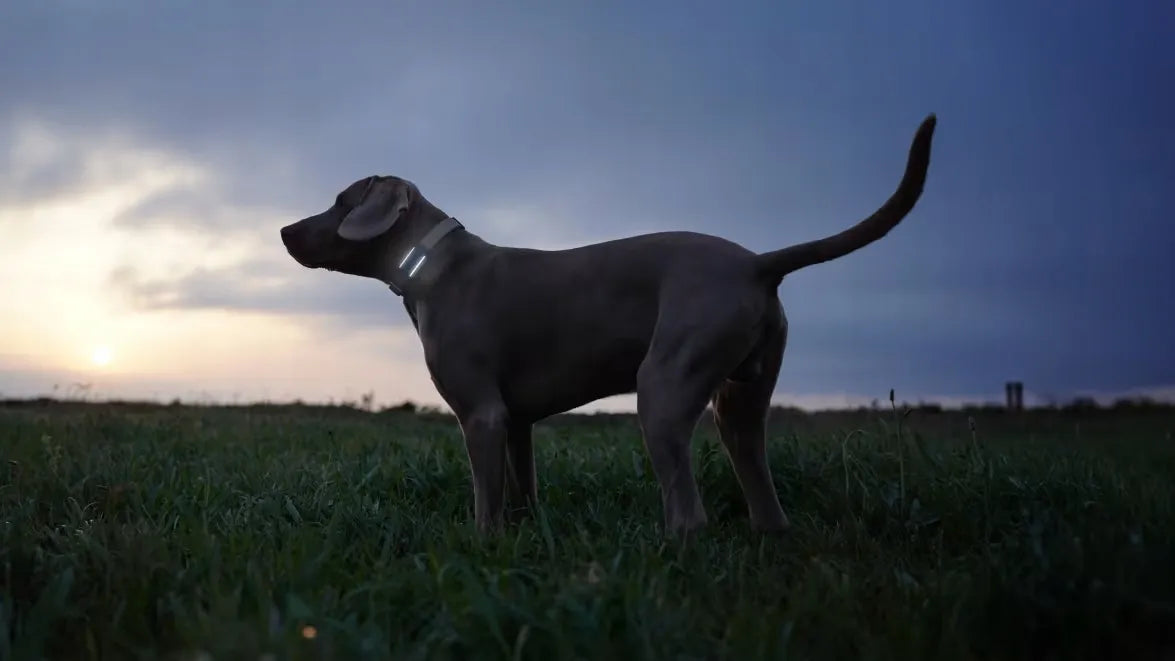 Tractive GPS & Health Dog 6 GPS lokatorius šunims – juodas