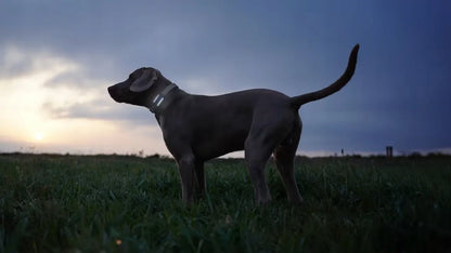 Tractive GPS & Health Dog 6 GPS lokatorius šunims – juodas